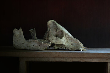 Old pig skull put on the old wooden plank and dark wall,