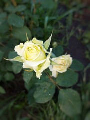 yellow rose in garden