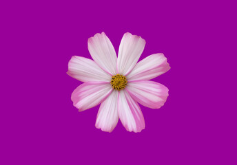 isolated pink cosmos flower with clipping paths.