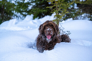 a brown dog, a pudelpointer, is lying down in the fresh snow