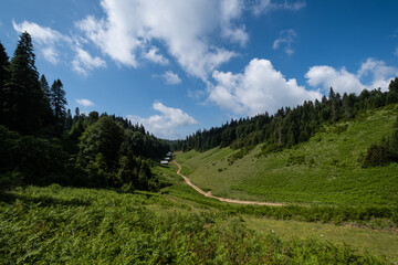 Single lane country road in forest landscape