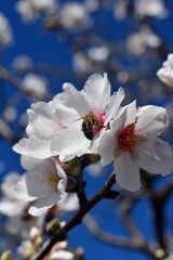 
Beautiful almond blossoms, and a bee inside them, on the island of Tenerife, Canary Islands, Spain