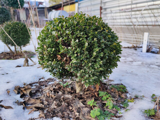 Buxus. Beautiful green boxwood bushes in the winter garden. Young boxwood on a flower bed made of birch and pine bark is covered with snow. Close-up.