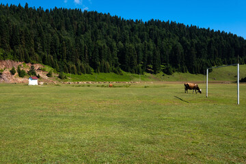 Cattle grazing green fields