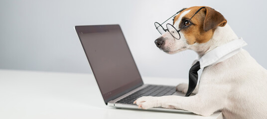 Jack russell terrier dog in glasses and tie works on laptop on white background.