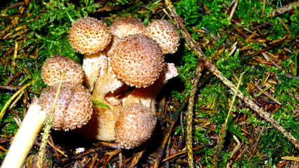 Pilze im Herbst im Sauerland