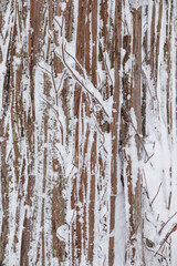 Obraz premium 美しい杉並木