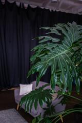 Green leaves of Swiss Cheese plant closeup in a modern interior. Blur and selective focus. Blurred foreground.