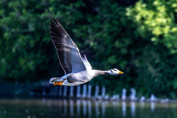 The bar-headed goose, Anser indicus flying over a lake in English Garden in Munich