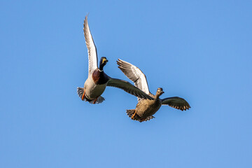 Wild duck or mallard, Anas platyrhynchos flying over a lake in Munich, Germany