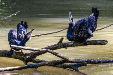 The great cormorant, Phalacrocorax carbo sitting on a branch