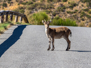 The Iberian ibex, Capra pyrenaica in the Gredos mountains near Navacepeda, Castile Leon Spain