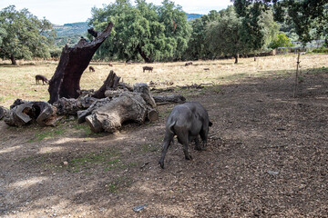 Iberian pigs, Pata Negra grazing in Extremadura landscape near Calera de Leon in Spain