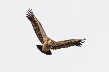 Fototapeta premium Griffon vulture, Gyps fulvus in Monfrague National Park. Extremadura, Spain