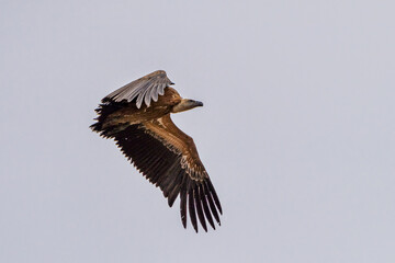 Griffon vulture, Gyps fulvus in Monfrague National Park. Extremadura, Spain
