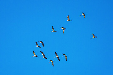 Common crane, Grus grus in Monfrague National Park. Extremadura, Spain