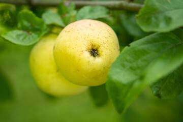 Yellow apples in fruit tree