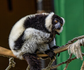Black and white ruffed lemur in Jerez de la Frontera, Andalusia, Spain