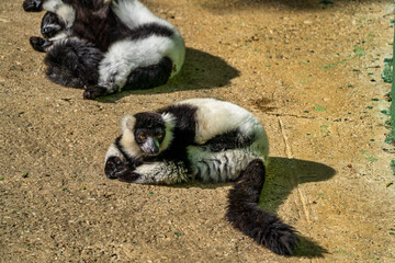 Fototapeta premium Black and white ruffed lemur in Jerez de la Frontera, Andalusia, Spain