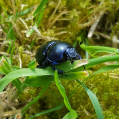 Spring dumbledor (Trypocopris vernalis or Geotrupes vernalis)