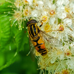 Male of hoverfly Sun fly (Helophilus pendulus)