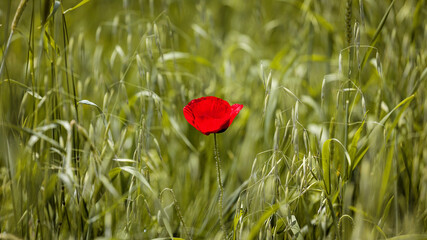 Poppy flower isolated on green blur background