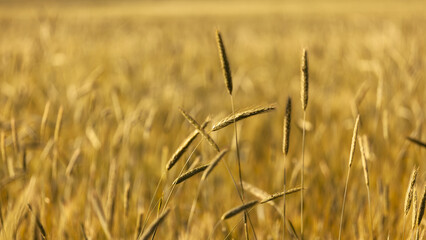 Close-up of wheat growing on field