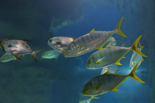 Fish under water. Golden trevally (Gnathanodon speciosus), also known as the golden kingfish. 