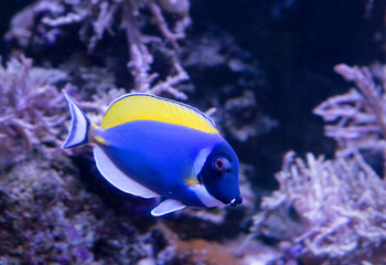 Naklejka na ściany i meble Aquarium fish Powder Blue Surgeonfish. Most of the body is painted in a bright sky-blue color. The dorsal, pectoral fins, as well as the base of the tail and the spike are yellow. The anal and pector