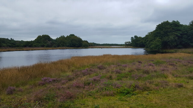 Dutch heathland nature reserve Terhorsterzand, Drenthe, Netherlands