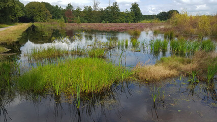 Mere on heath of Grolloo Forest; Drenthe, Netherlands