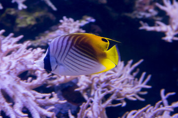 Fototapeta na wymiar Butterfly fish (Chaetodon Auriga). The body is painted mostly white with diagonal stripes of black. It lives in the Red Sea, along the coastal areas of eastern Africa, as well as the Hawaiian Islands