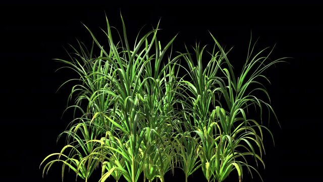 Corn plants with alpha channel