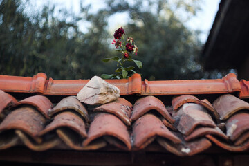 Romantic view of rose flower standing alone on roof