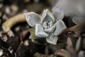 Top view succulent, close-up view of succulent with raindrops inside