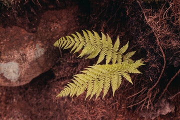 Fresh eco green leaves of tropical fern in summer forest.