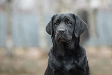 portrait of a young black labrador outdoors