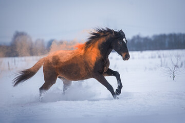 magical portrait of a bay horse in orange holi paint galloping through the snow