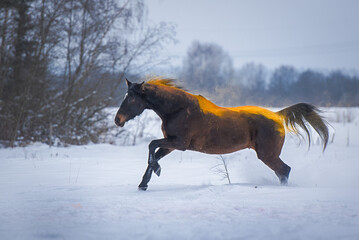 magical portrait of a bay horse in orange holi paint galloping through the snow