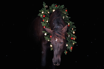 portrait of a horse in a Christmas wreath on a black background