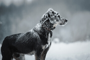 portrait of a dog on a snowy background and with snow on its fur
