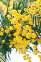 Fresh mimosa flower branches close up. Spring floral abstract background. Selective focus	