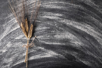 Wheat italian variety Senatore Cappelli grain ear or rye spike plant on black background with flour, ingredient for cereal bread flour. Whole, barley, harvest wheat sprouts. Element for banner, above