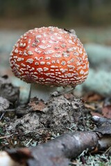 amanita muscaria
fly agaric