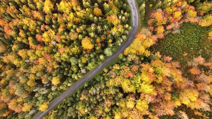 autumn mountain road