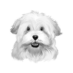 Alpine Spaniel dog digital art illustration in black and white colors. Spaniel large dog notable for its thick curly coat, curlier than that of the English Cocker Spaniel, cute white dog head.
