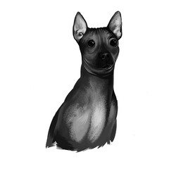 American Hairless Terrier AHT dog digital art illustration in black and white colors. Rare breed of dog variant of Rat Terrier. T-shirt print, puppy food cover, hand drawn muzzle portrait.