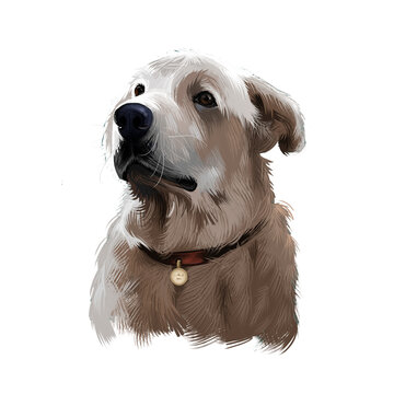 Akbash dog digital art illustration isolated on white background. Livestock guardian shepherd dog. National dog breeds of Turkey. Cute puppy in collar with metal, pedigree canine,champion breed.