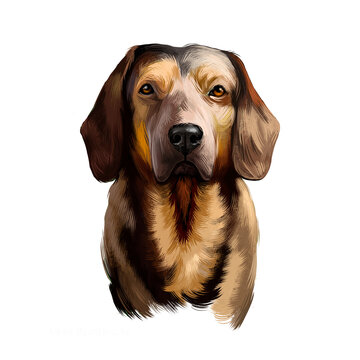 Alpine Dachsbracke dog digital art illustration isolated on white background. Small breed of dog of the scent hound type originating in Austria. Bred to track animals. Slight resemblance to Dachshund.