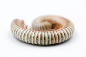 close-up of millipede with many legs curled up on white background.